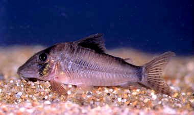 Corydoras%20amapaensis3.jpg