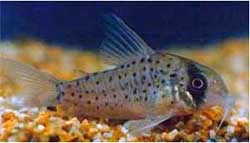 Corydoras%20atropersonatus1.jpg