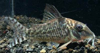 Corydoras%20blochi.jpg