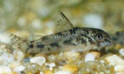 Картинка с форума