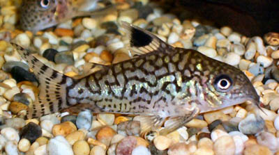 Corydoras%20reticulatus.jpg