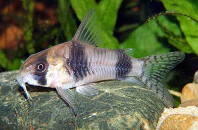 Corydoras%20tukano.jpg