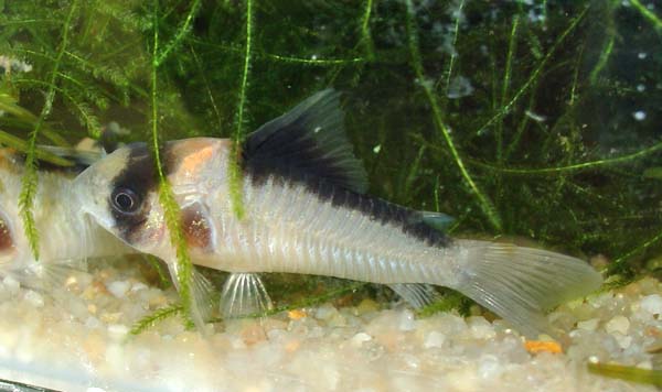 Corydoras sp. C121