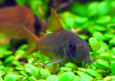 Corydoras_concolor4.jpg