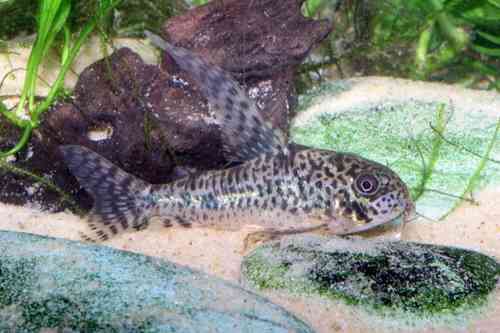 Corydoras gryphus