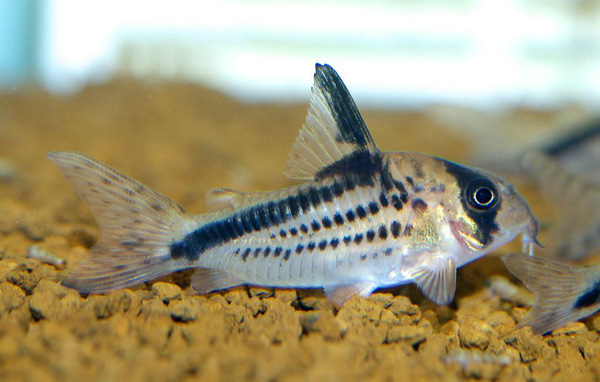 Corydoras loxozonus