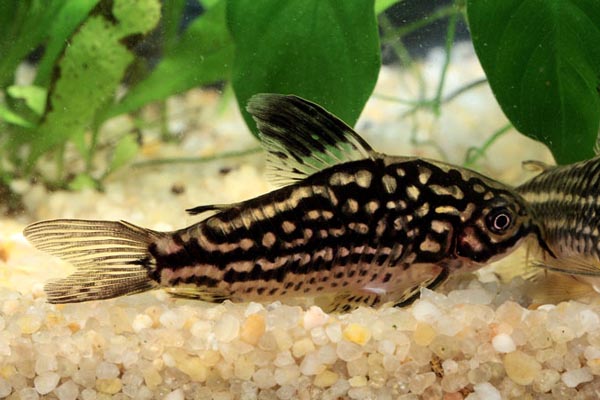 Corydoras napoensis