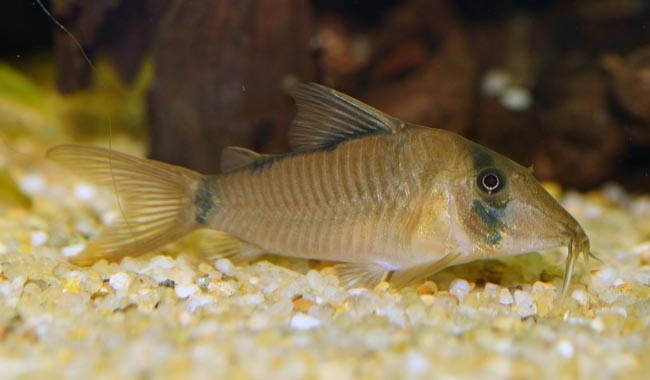 Corydoras simulatus