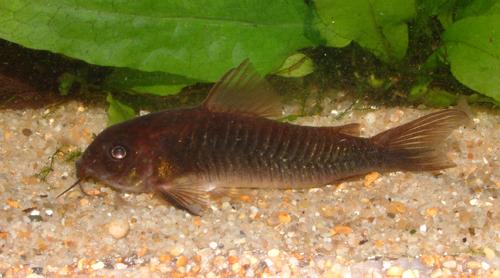 Corydoras_sp_Black.jpg