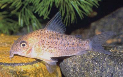 Corydoras sp. C137