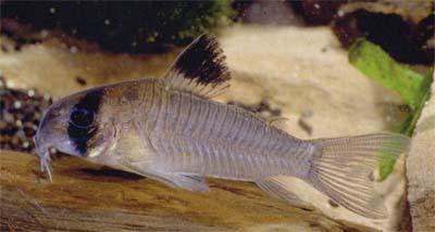 Corydoras sp. C139