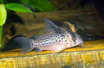 Corydoras sp. C152