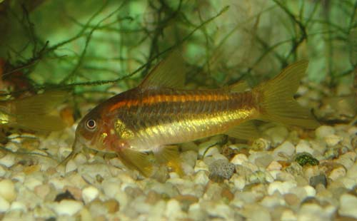 Corydoras_sp_orange_laser.jpg