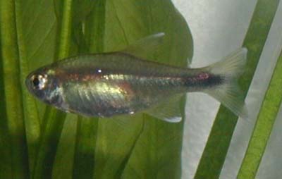 Hasemania melanura