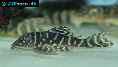 Hypancistrus sp.(LDA-19)