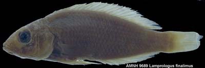 Lamprologus finalimus