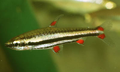 Nannostomus%20trifasciatus.jpg