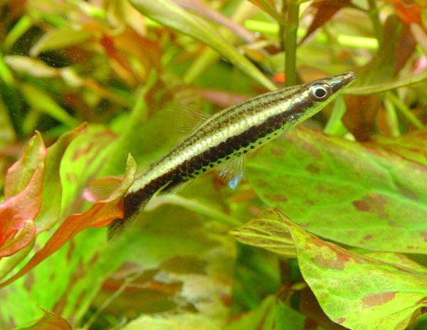 Nannostomus eques