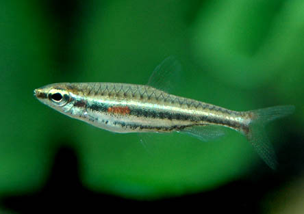 Nannostomus minimus