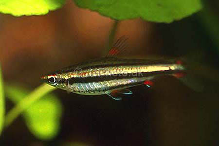 Nannostomus_trifasciatus1.jpg