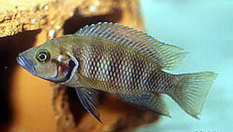 Neolamprologus savoryi