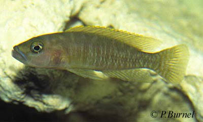 Neolamprologus variostigma