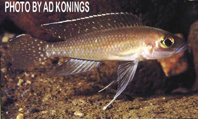 Neolamprologus ventralis