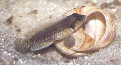 Neolamprologus wauthioni