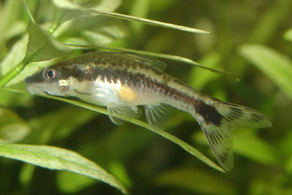 Otocinclus vittatus