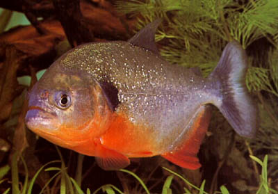 http://www.israquarium.co.il/FishPhoto/Pygocentrus%20nattereri.jpg