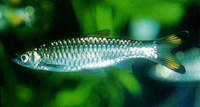 Rasbora%20caudimaculata.jpg