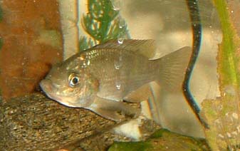 tilapia galilaea tilapia galilaea