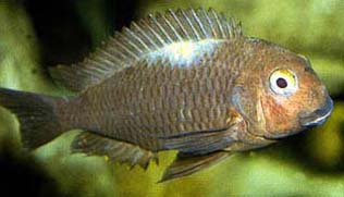 TROPHEUS