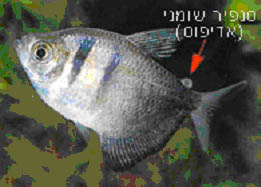 תמונה