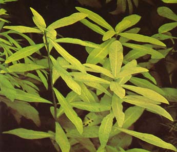 Hygrophila%20polysperma1.jpg