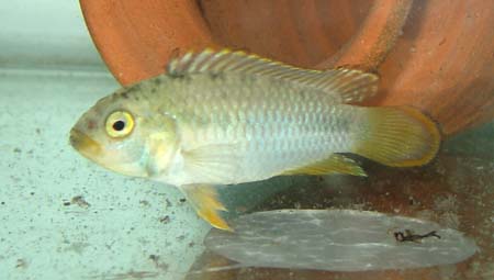 Apistogramma%20nijsseni1.jpg