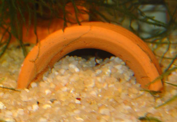 Apistogramma_sp_Maulbruter_1.jpg