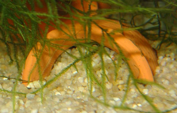 Apistogramma_sp_Maulbruter_2.jpg