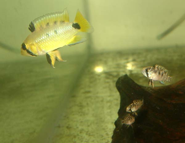 Apistogramma_sp_Nanay.jpg