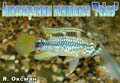 Apistogramma Pebas