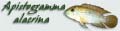Apistogramma alacrina