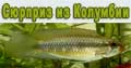 Apistogramma iniridae