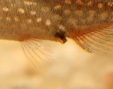 Danio margaritatus