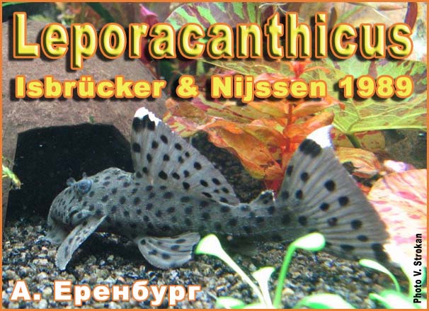 Leporacanthicus