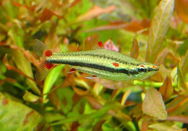 Nannostomus