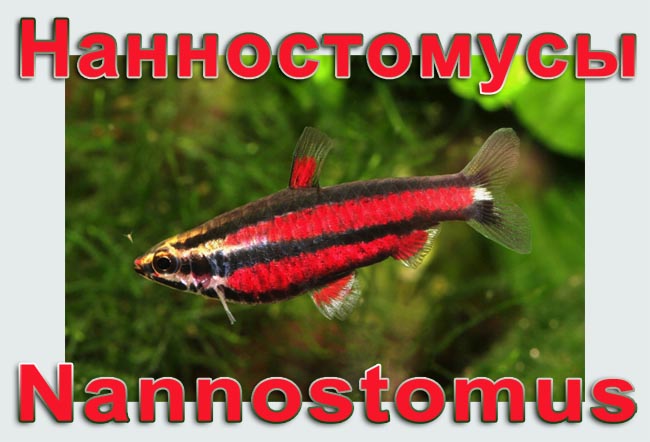 Nannostomus