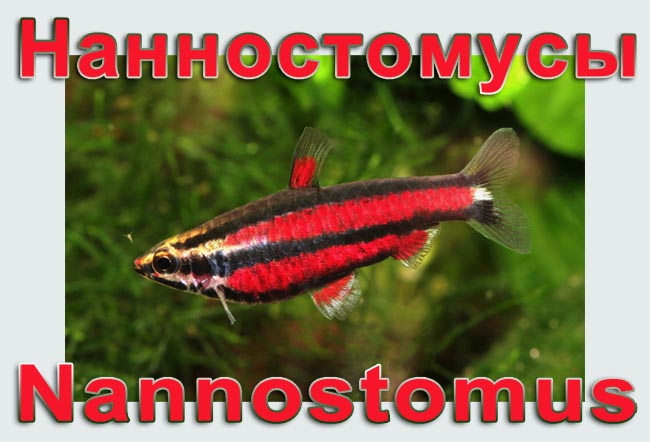 Nannostomus