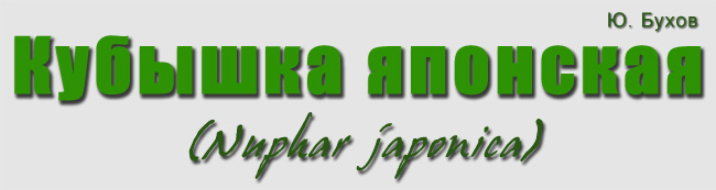Nuphar japonica