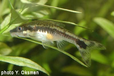 Otocinclus sp.