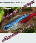 Paracheirodon innesi